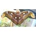 Giant Atlas Moth Attacus atlas 15 eggs